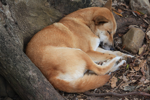 Sleeping Dingo photo