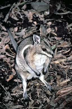 Tiny Wallaby photo