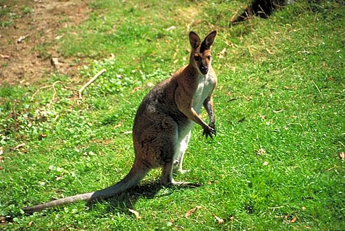 Kangaroo in a field photo