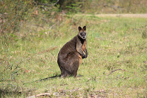 Sitting Kangaroo photo