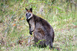 Kangaroo photo