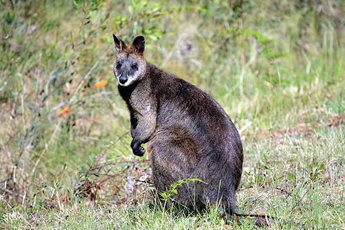 Wild Kangaroo photo