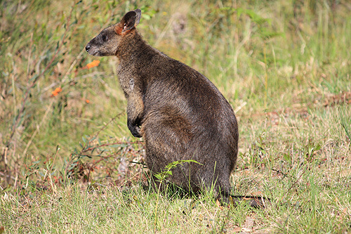 Young Kangaroo photo