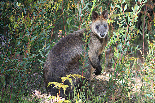 Kangaroo in the wild photo