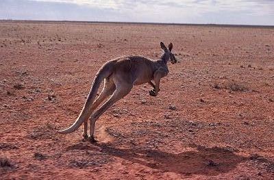 Red Kangaroo photo