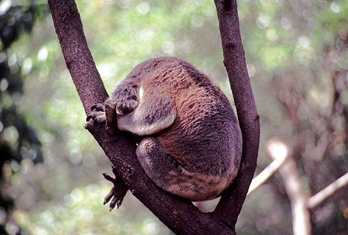 Rear View of a Koala photo