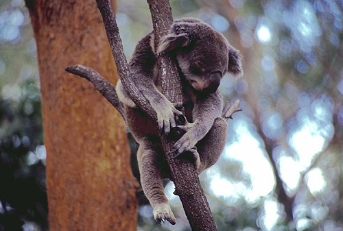 Resting Koala photo