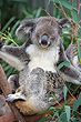 Koala photo