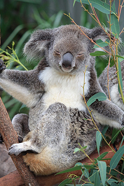 Koala Resting in Tree photo