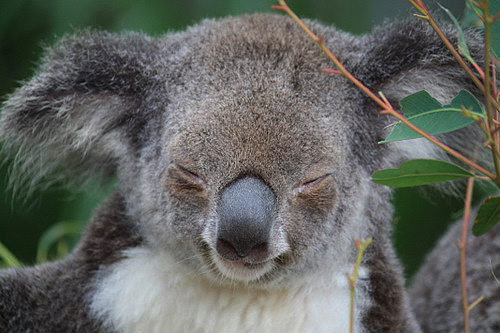 Close Up of a Koala photo