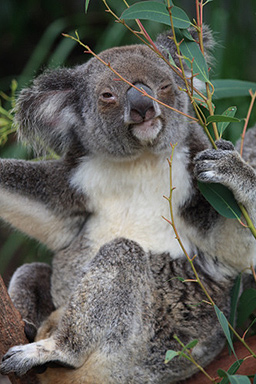 Koala Sitting in a Eucalypt Tree photo