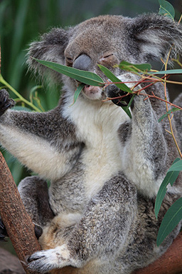 Koala Eating Eucalypt Leaves photo