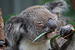 Koala photo