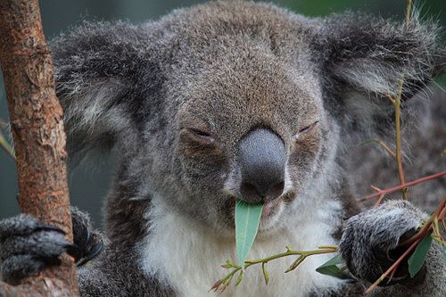 Koala Eating Gum Leaves photo