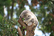 Koala photo