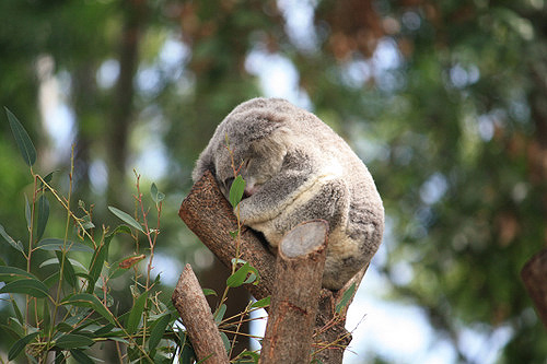 Sleeping Koala photo