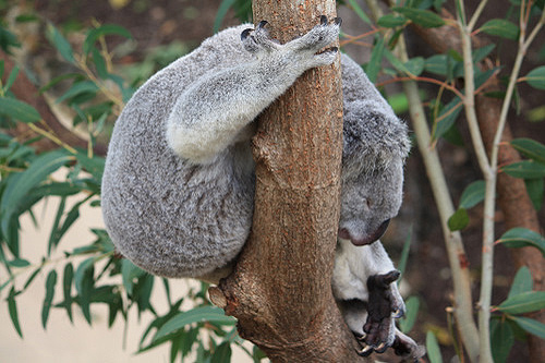 Resting Koala photo