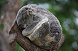 Koala photo