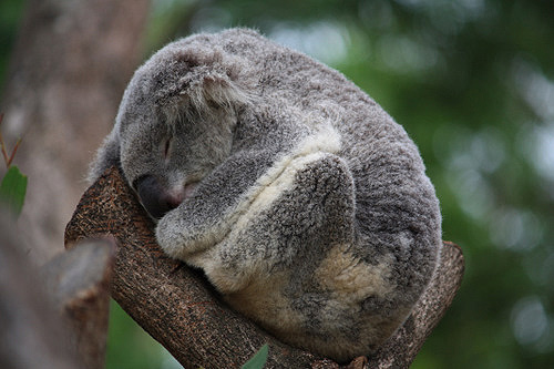 Sleeping Koala photo