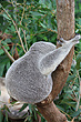 Koala photo