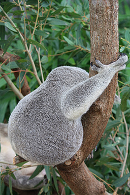Koala Clinging to a Tree photo