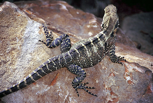 Australian Water Dragon photo