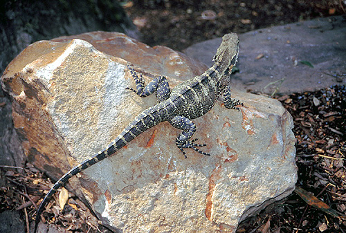 Water Dragonphoto