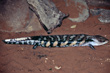 Skink photo