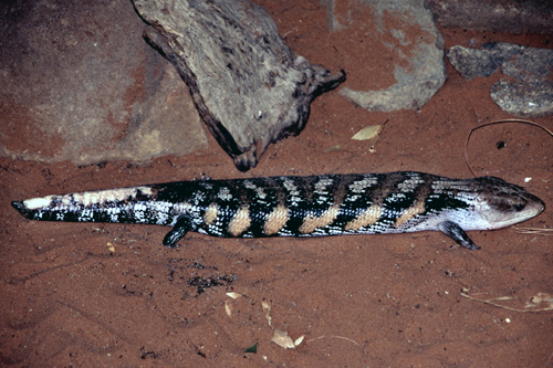 Blue-Tongued Skink photo