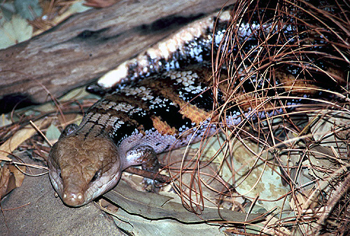 Blue-Tongued Skink photo