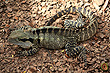 Eastern Water Dragon photo