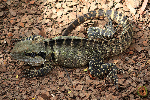 Eastern Water Dragon photo