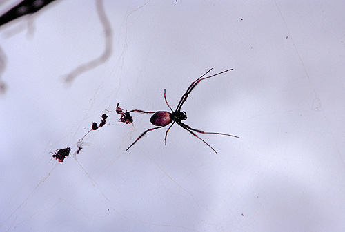 Golden Orb Spider photo