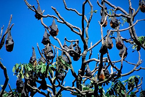 Fruit Bats photo