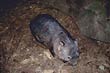 Wombat photo