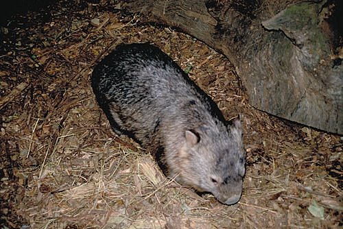 Wombat photo