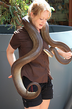 Snake Handler photo