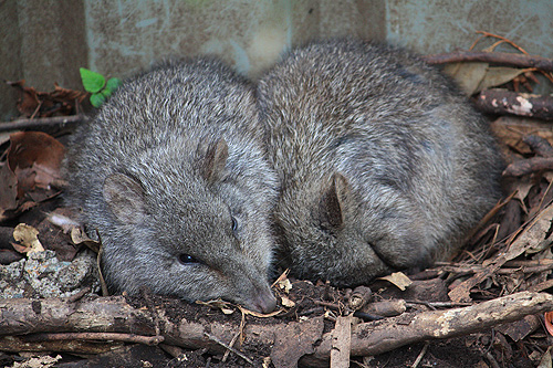 Two Bandicoots photo