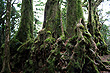 Antarctic Beech Base photo