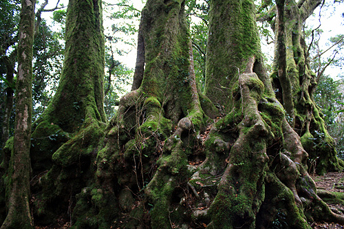 Antarctic Beech photo