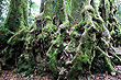 Antarctic Beech photo