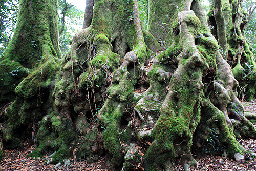 Antarctic Beech Root System photo