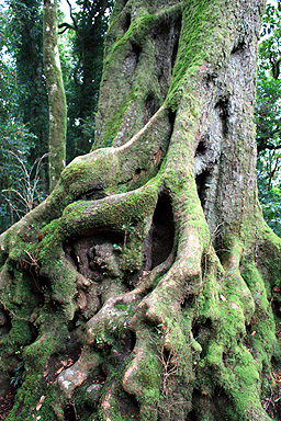 Antarctic Beech Root System photo