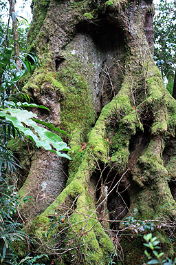 Antarctic Beech Trunk photo