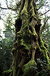 Antarctic Beech photo