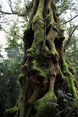 Antarctica Beech Tree photo