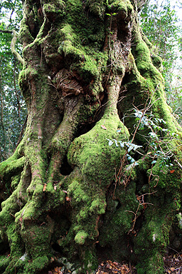 Antarctica Beech Tree photo