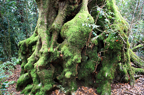 Antarctic Beech Base