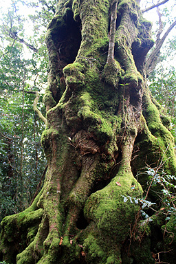 Antarctica Beech Tree photo