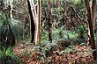 Eucalyptus photo